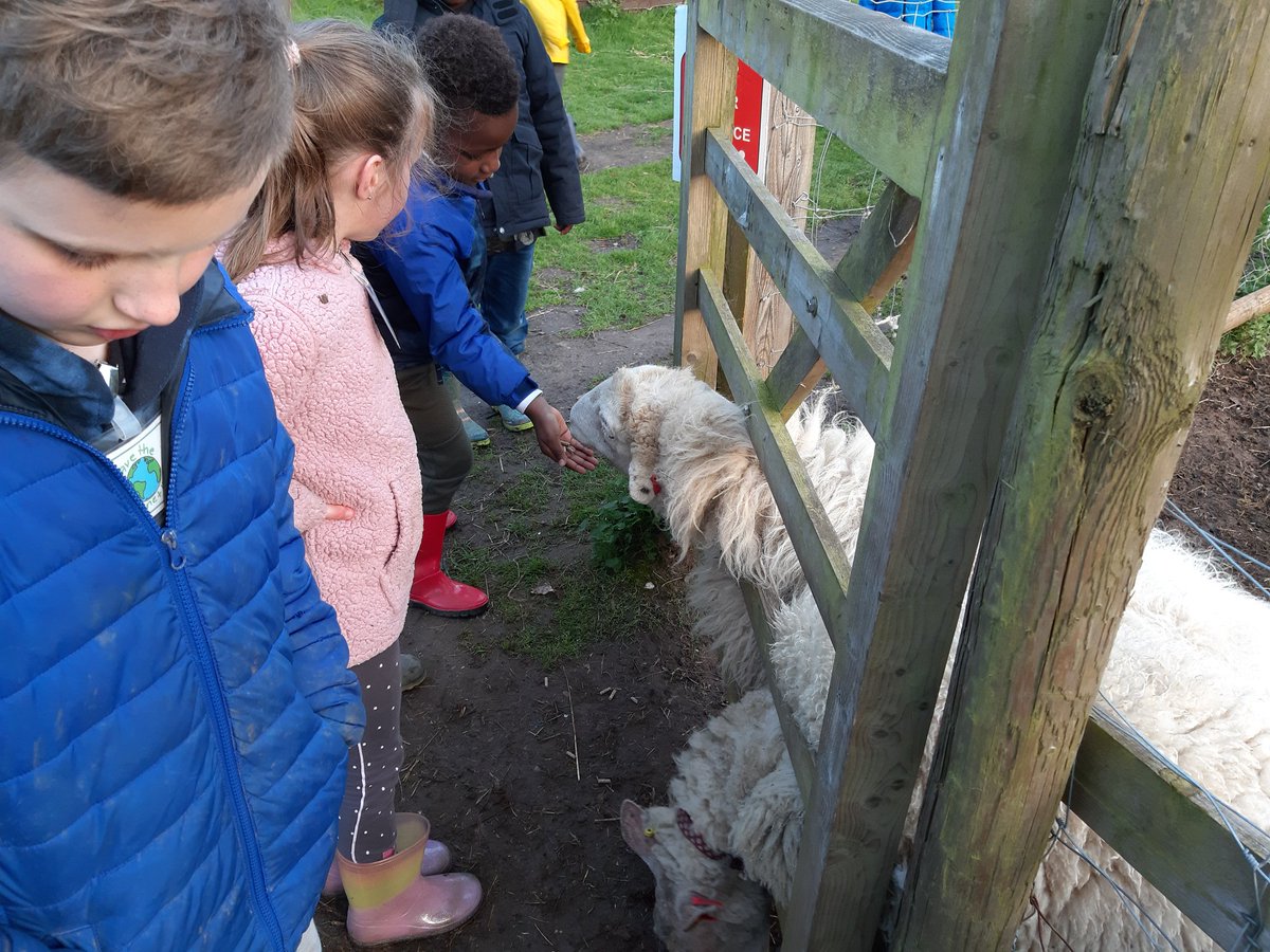 Stmattsprimary's tweet photo. Feeding the sheep at Kingswood https://t.co/Z1vxkRypxA