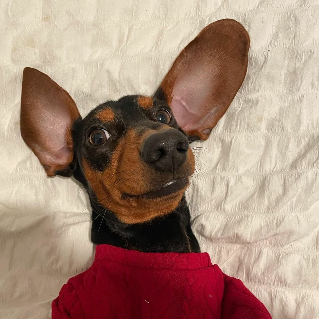 adrianarosadea3's tweet photo. Não se preocupe,se ocupe. Não se fruste,desfrute. Não se apavore,ore. 🙏 #dachshund #dach #peace #paz #cachorro #pet #dog #perrito #doglovers https://t.co/3OjXyNYc5C