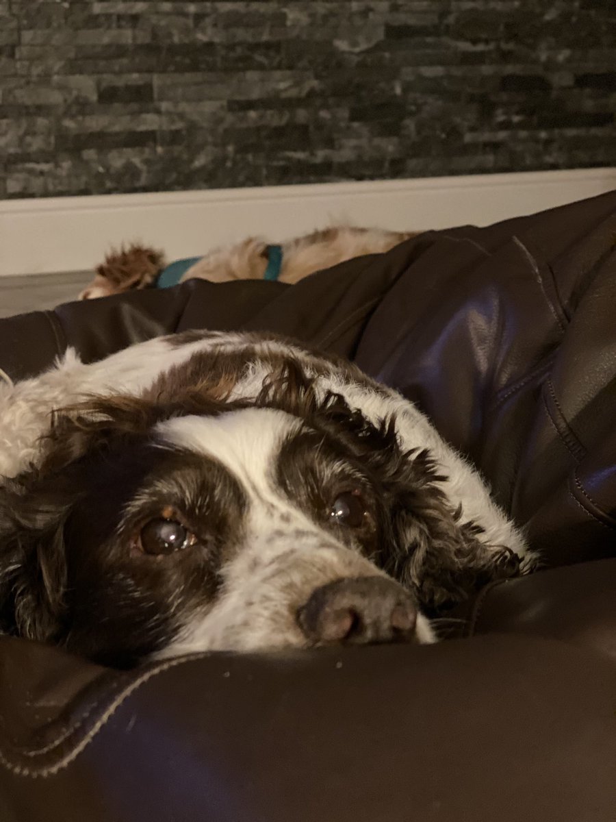 SpanielsSuper's tweet photo. This has been the worst day! I’m going to bed! Then it will be over! #IHateTheVets #HeStoleMyTeeth #PoorMo #HowCouldMum https://t.co/PusMWK43M3