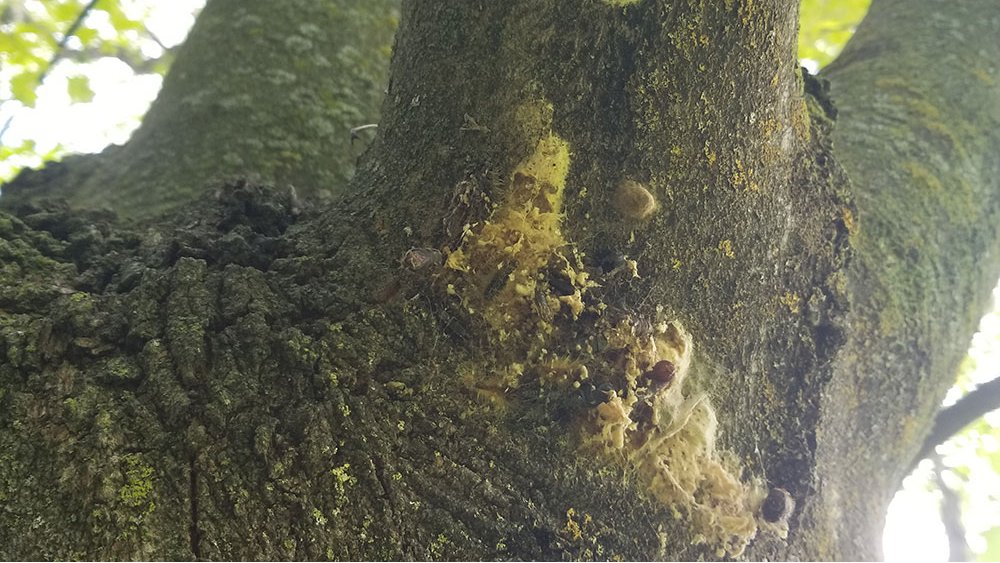 Apr 20 @ 6:30pm | LDD moth webinar by regional conservation authorities: overview of the moth’s life cycle, how to identify them, infestation forecasts, &amp; management opts that property owners can consider. Register: bit.ly/3xcqw0v. barrie.ca/UrbanForestry #Barrie