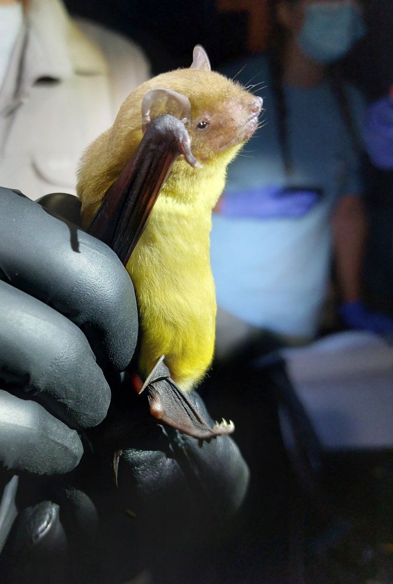 Just one of the amazing bats found on our field trip with @kasankatrust. The yellow bellied house bat even has yellow toe nails. Gorgeous! #bats 🦇 <a href="/SussexLifeSci/">Sussex Life Sciences</a> <a href="/ThomasEWoolley/">Thomas Woolley</a> <a href="/_BCT_/">Bat Conservation Trust</a>