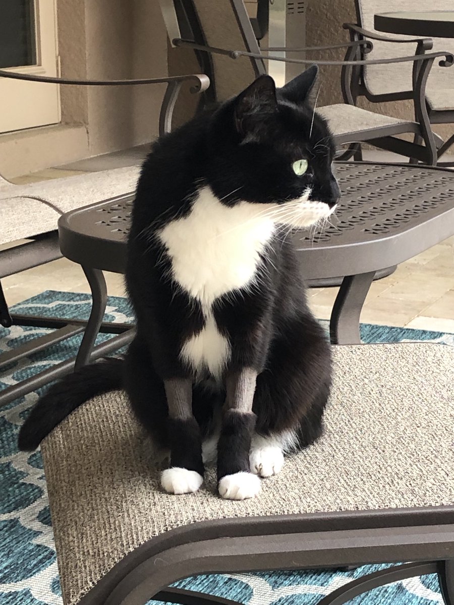 VickiUCF's tweet photo. Mindy had her teeth cleaned on Tuesday. Had to have multiple teeth extracted due to #resorption and #bone loss. Didn’t know it’s common in cats. 75% > 5 yo have resorption. https://t.co/rpCqcjO60P