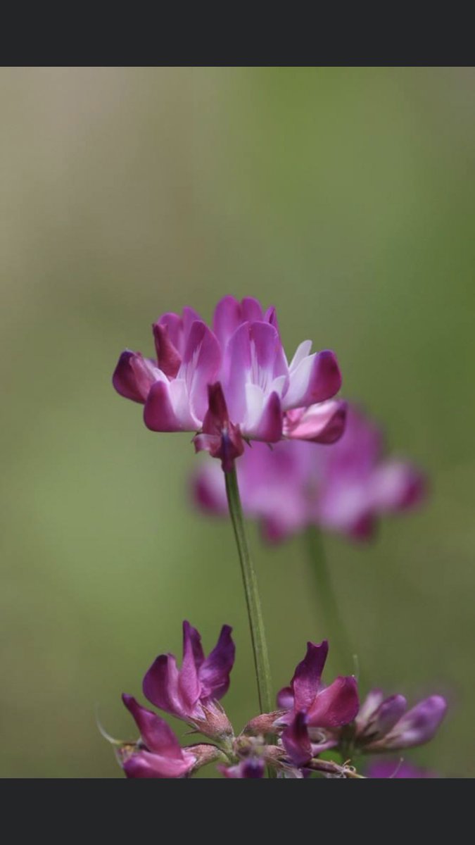 やぴin The House 遥 休 S Tweet 4月8日 金 おはようございます 今日は 4と8で 出発の日 忠犬ハチ公の日 今日の誕生花は レンゲソウ 花言葉は 心がやわらぐ です 皆様にとって安全で素敵な一日になりますように そのお手伝いが出来たら光栄です