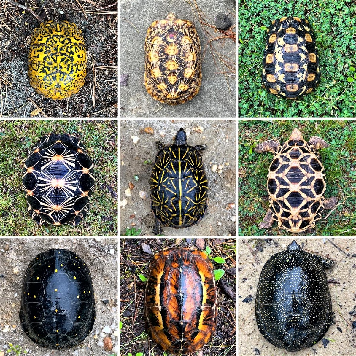 Turtles shells.