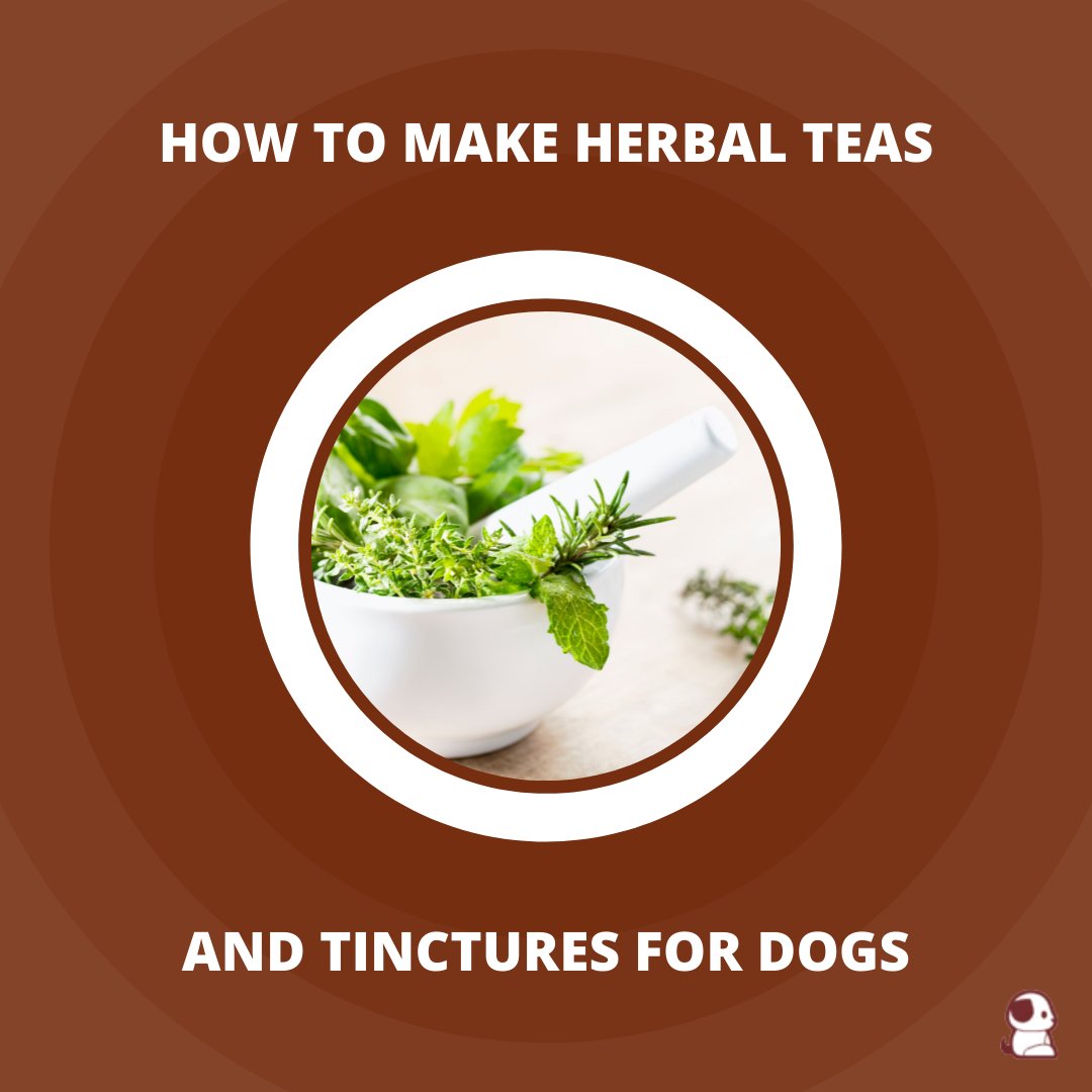 OurPooches's tweet photo. For animals, it's not a question of whether or not to use herbs, but what type of herbs to use.
https://t.co/YeOJUGJzcV
#ourpooches #tinctures #herbalmedicine #herbalremedy #doghealth  https://t.co/YeOJUGJzcV https://t.co/xyUlfhGjFi