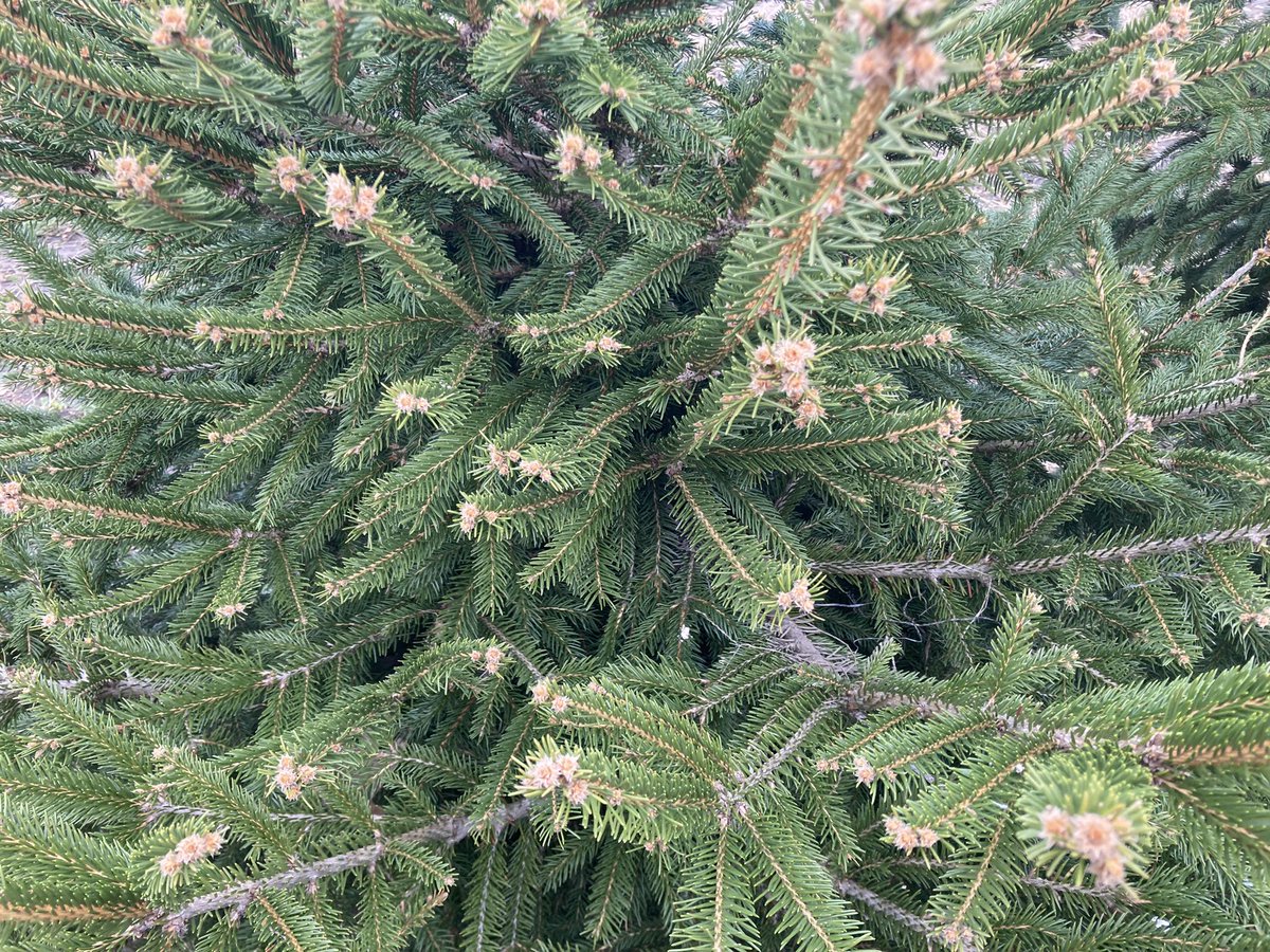skwinnicki's tweet photo. Robin nests are generally really easy to find (at least relative to the grassland bird nests I looked for for project #PrairieBabies) but I found a really well-hidden one today while searching for nests for project #GrowBirdGrow! 

How do I find a nest wedged in dense pines? 1/3 https://t.co/21ieuek4LW