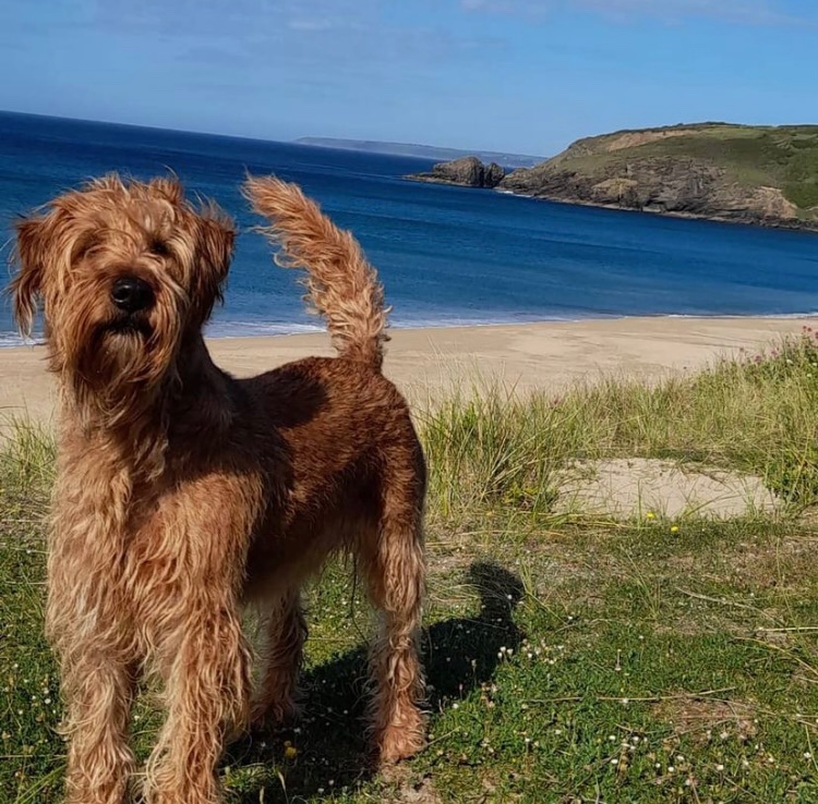 Odie - A student’s best friend🐶
Check out the video on Truthfal’s Youtube channel!