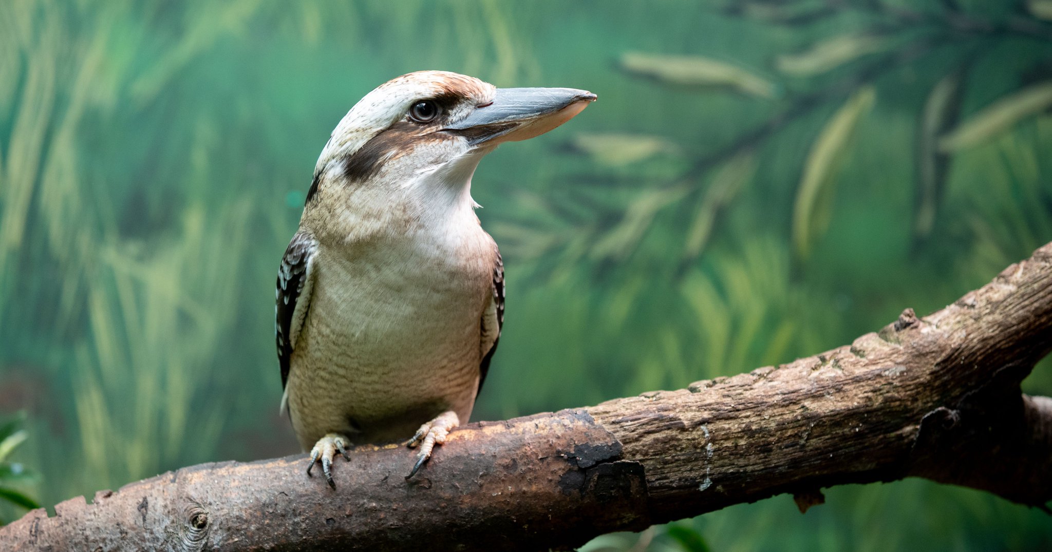 Woodland Park Zoo on Twitter "HappyBirthday to kookaburra Tanami! The