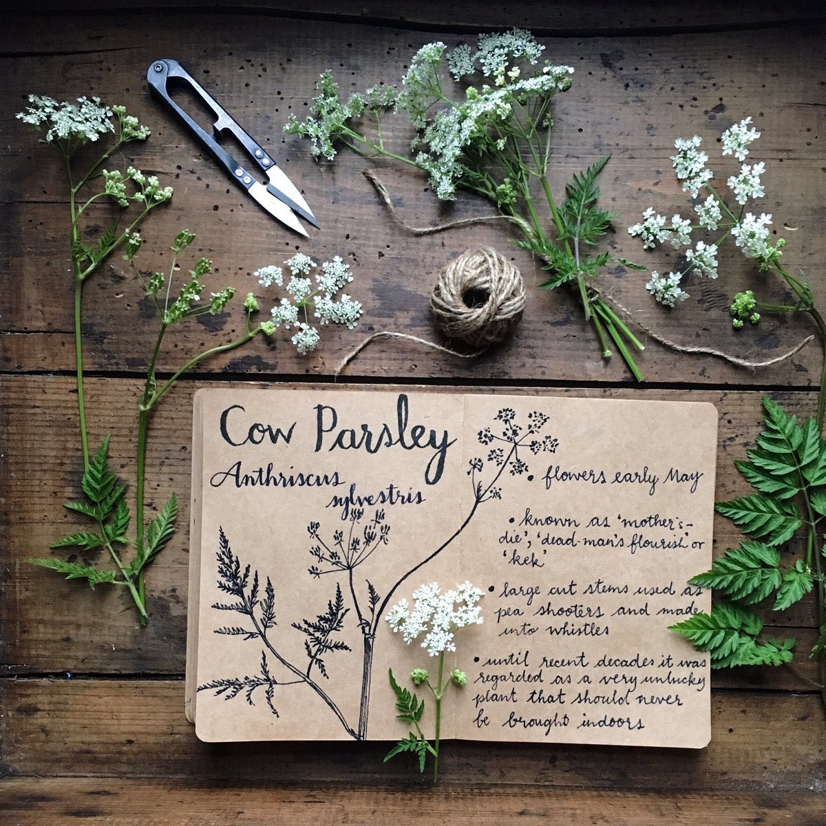 To counter unpleasantness the very first cow parsley flowers have opened. It’s a botanical fractal, is beautiful every month of the year and I love it so much I had it tattooed on my arm.