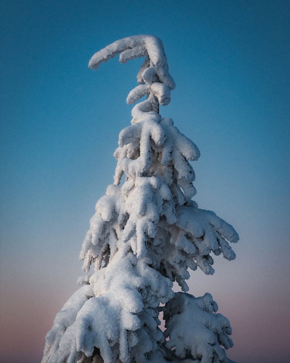 philippmitt's tweet photo. Don’t forget to stop and appreciate moments in life! Little did I know that all the snow from these trees would be gone the next day - and probably for the whole season. This was a good little reminder not to take anything for granted in life. https://t.co/MBoUfqotEf