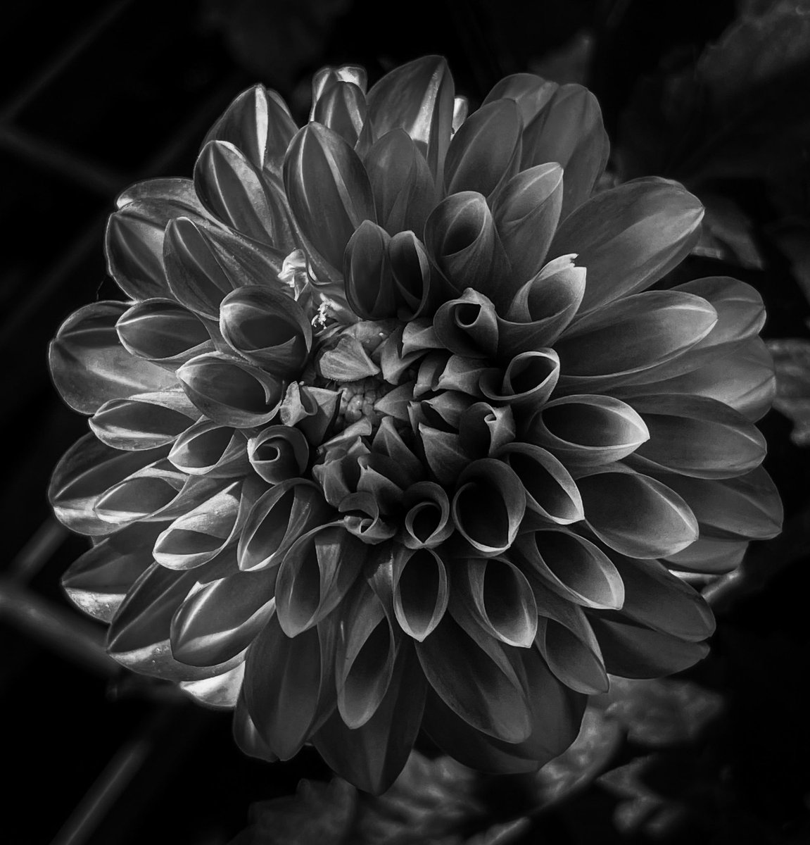 As the morning sun hits Dahlia #blackandwhite #photography