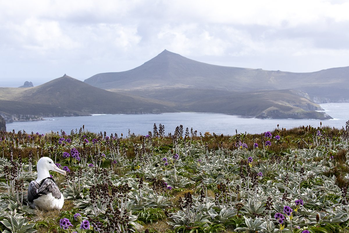 Heritage Expeditions tweet media