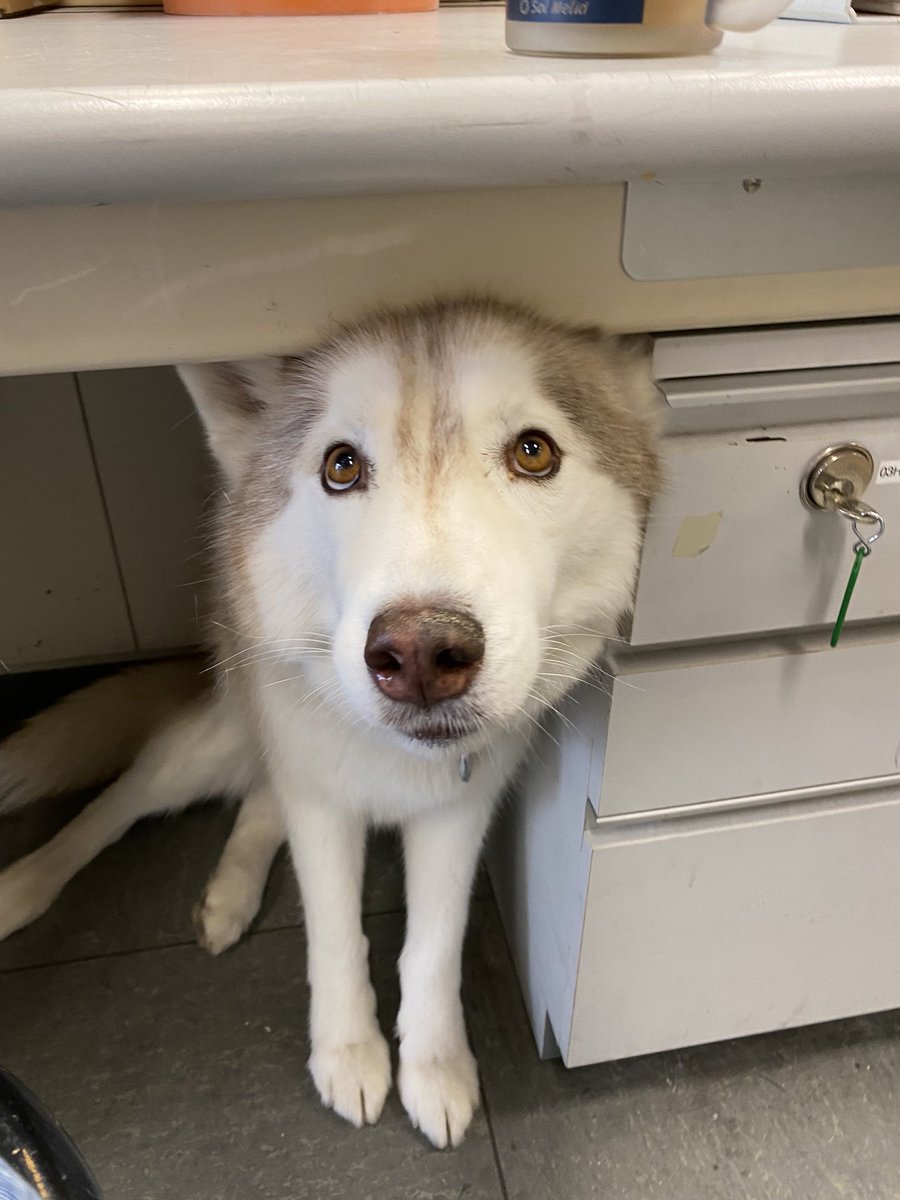 Wie süß möchtest du sein?
Yuki so: „JA!“
#siberianhusky #husky #cuteanimals