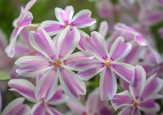 Akio Mizuno 4月8日金曜日 おはこんでぇ す 誕生花 シバザクラ 花言葉 耐える力 タイヤの日 忠犬ハチ公の日 花祭り 灌仏会 仏生会など Daigo 高橋みなみ 王林さんなどの誕生日 今日の誕生日の人 ハッピーバースディ T Co