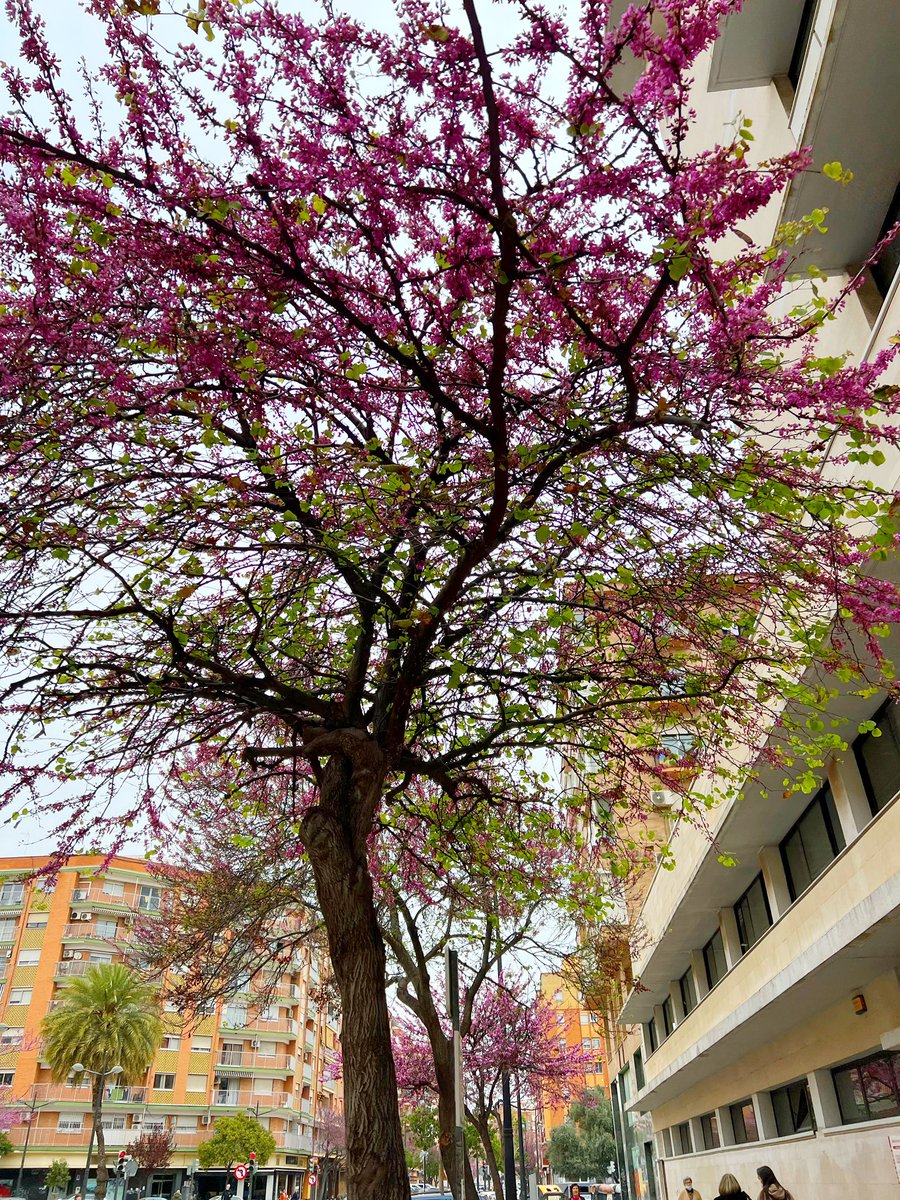 Hesam Doostkami tweet media