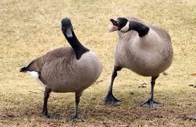 rockguy_69's tweet photo. BREAKING: Canadian terrorists have propagated into the United States, causing fear and terror. Negotiations have yielded no results. If encountered, flee immediately. Pictured below are some of the individuals in this organization. https://t.co/UhwaLsNrNt