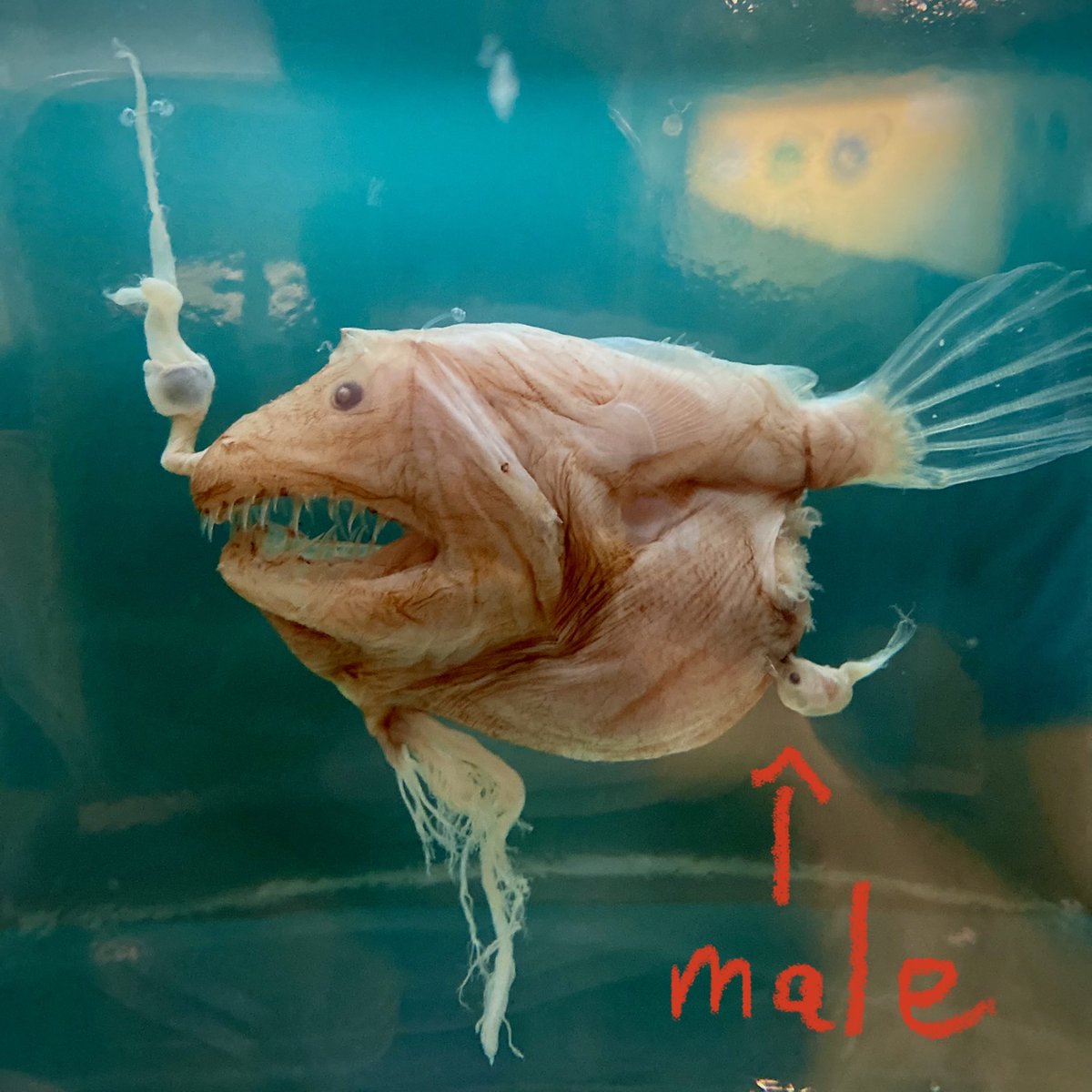 Female Angler Fish With Atrophied Males Attached