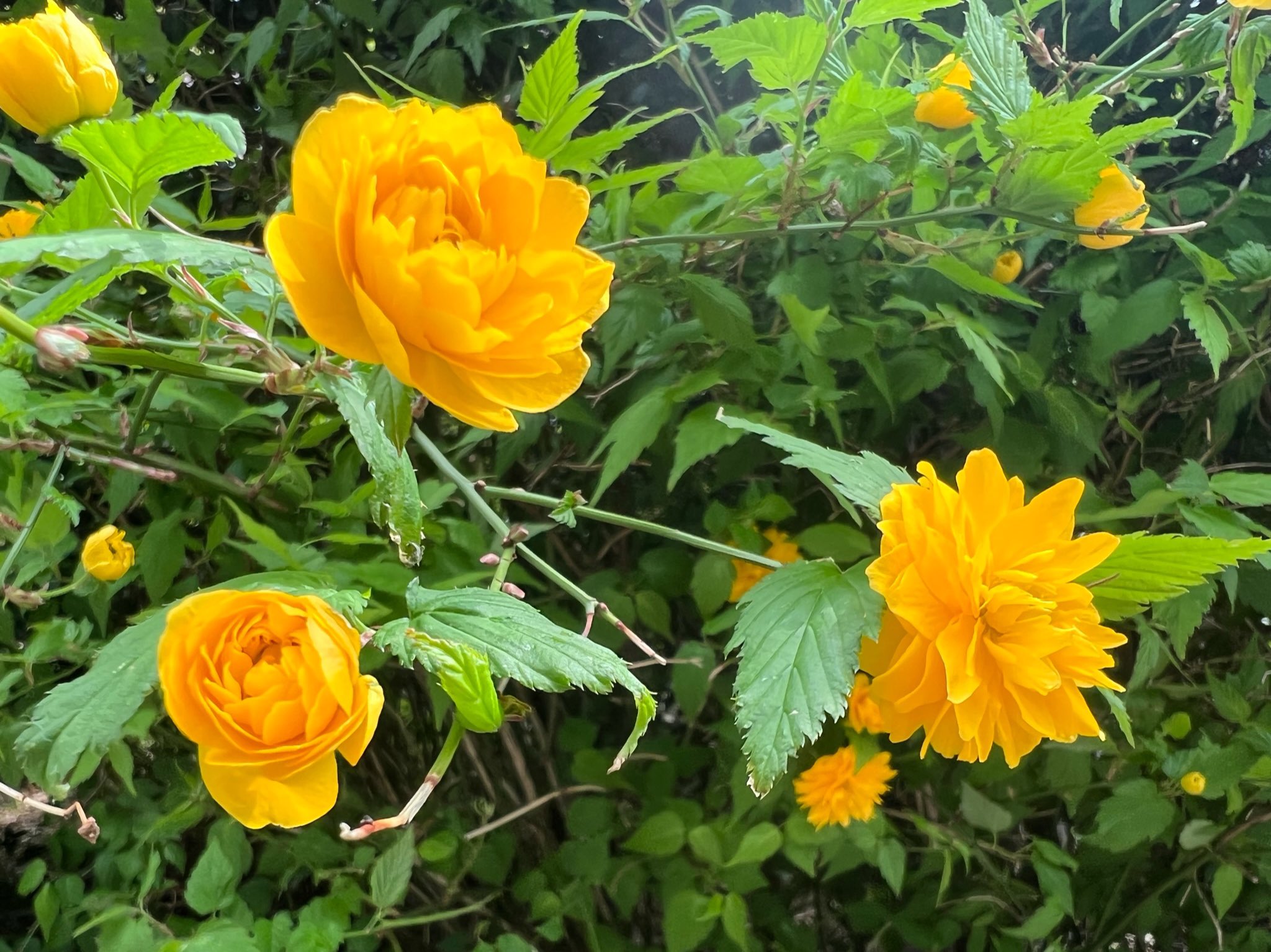 Ichiro Mizuki おはようございます 八重山吹 ヤエヤマブキ 花言葉は 待ちかねる 子どもの頃 実家の庭で毎年咲いていた山吹 見るとなんかその頃に戻れて元気になれる 今日も良い一日を ヤエヤマブキ 八重山吹 よみがえる子どもの頃 元気に