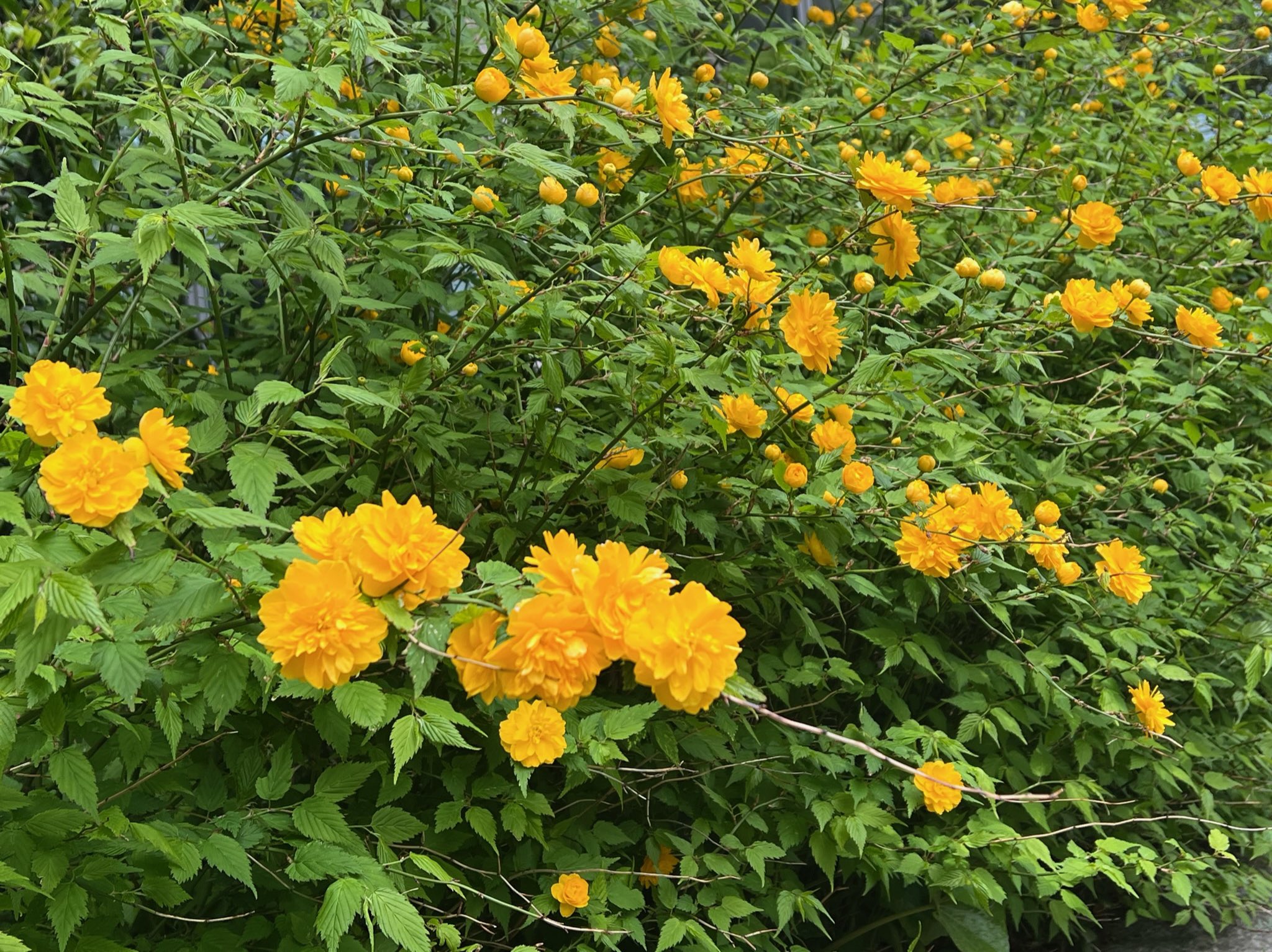 元気になれる花 Twitter Search Twitter