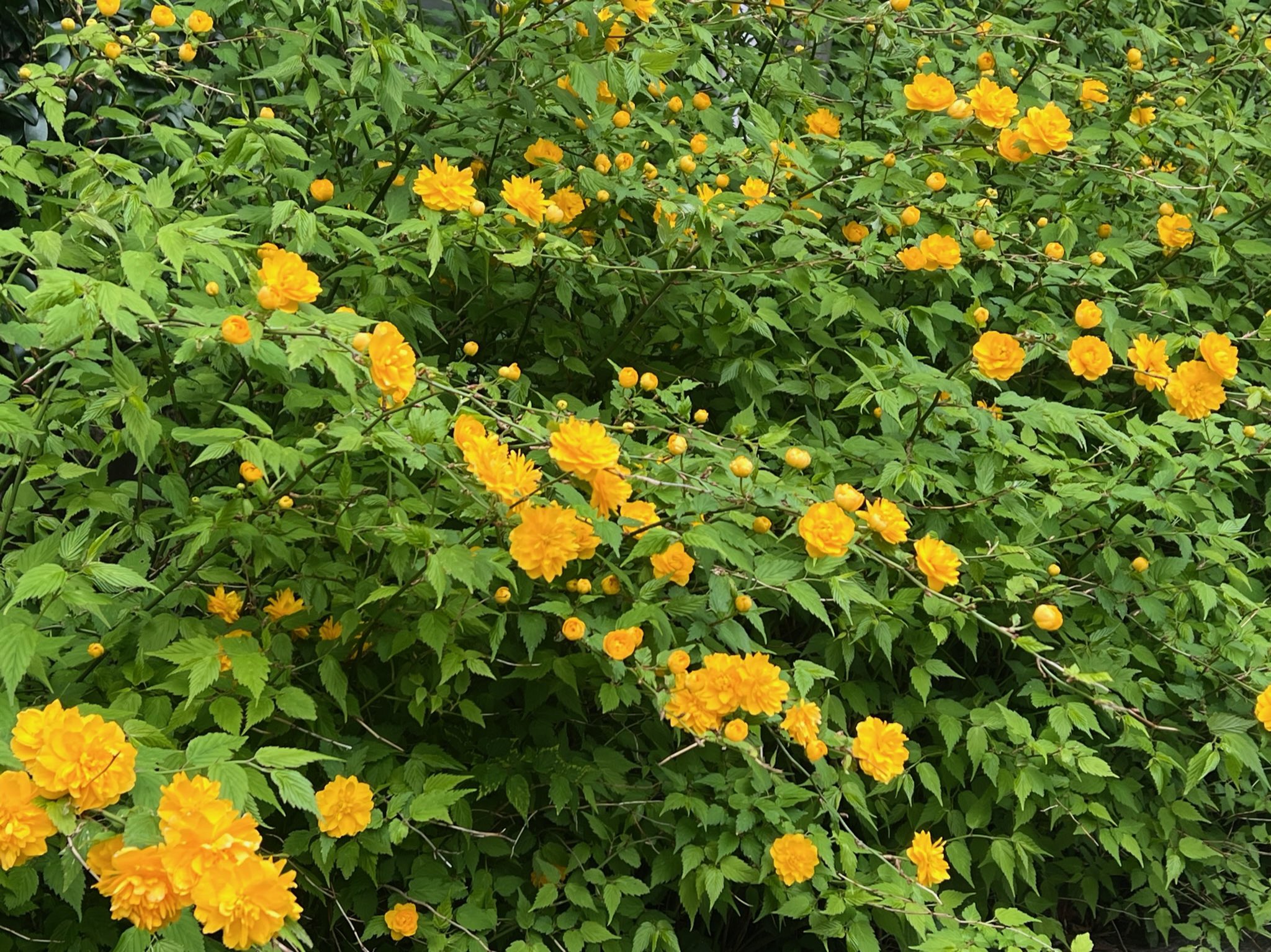 元気になれる花 Twitter Search Twitter