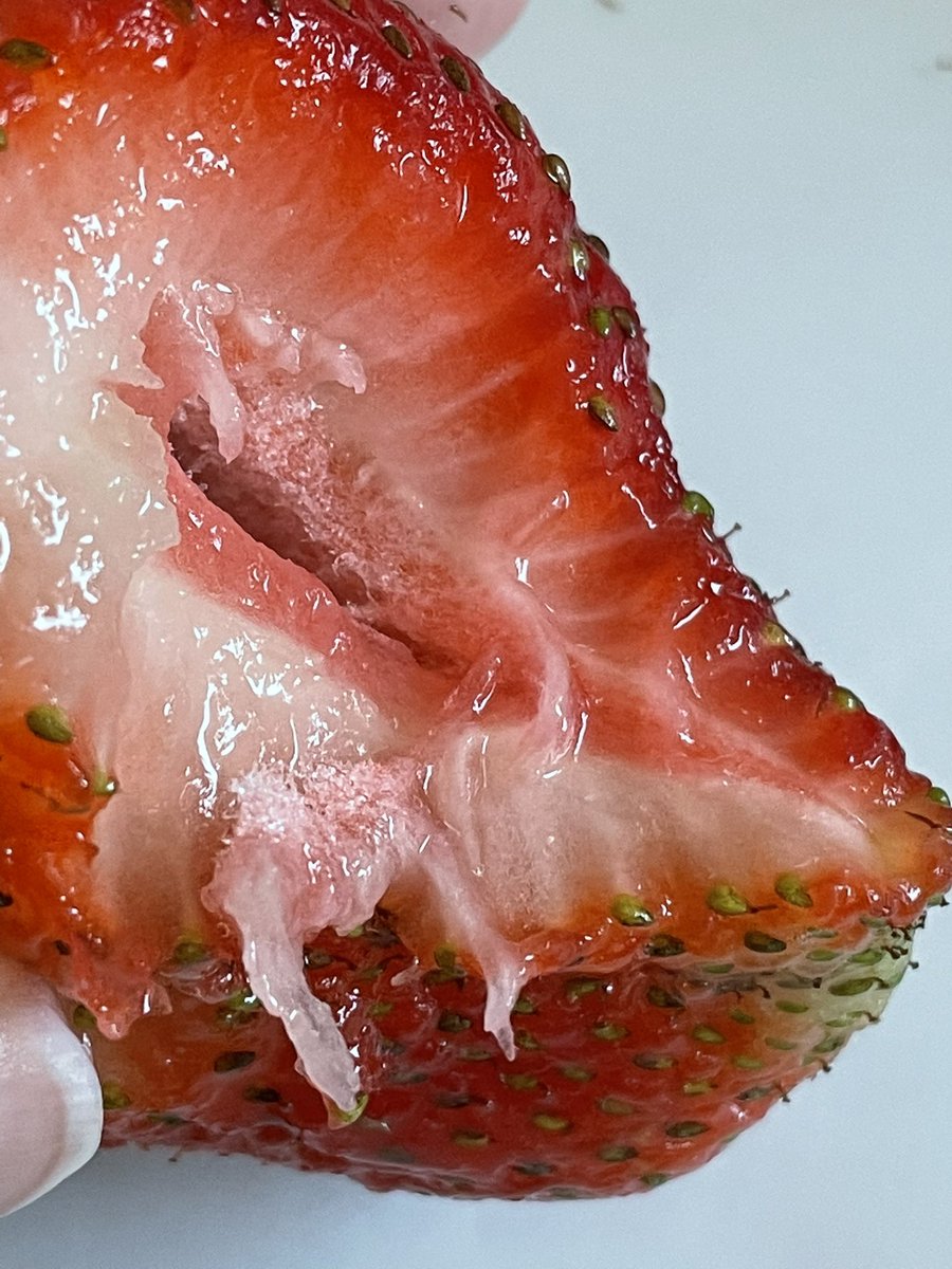 AwesomeBiota's tweet photo. The white “stripes” in the fleshy bit are vascular bundles, which are like the circulatory system of the plant. While the achenes grow, develop, and mature the parent plant continues to provide nutrients via the vascular bundles. Plant parental care! (2/2) #BotanyLesson https://t.co/u3xjji5ODP