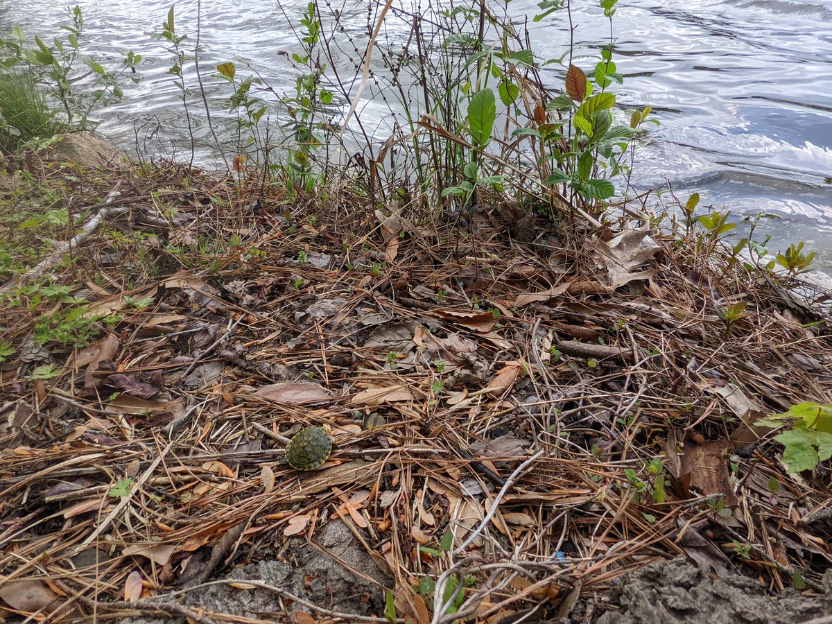 DCooperlynch's tweet photo. Releasing Squirtle back into the wild thanks to a responsible 4th grader @MECME_School who found him and brought him into school so we could research and find him the perfect habitat @wcpssmagnets #mecmebuzz https://t.co/Lw4s1zza7v