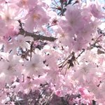 ツイートに含まれる画像