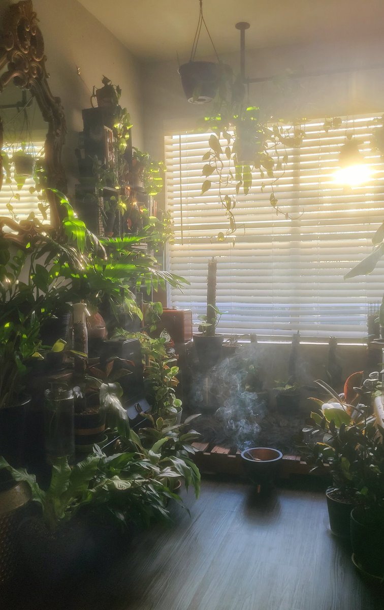 🌄

instagram.com/7thson92

#planttwitter #plantdad #sunset #plantparent #HouseplantHour #houseplants #plantstyling #plants #Horticulture