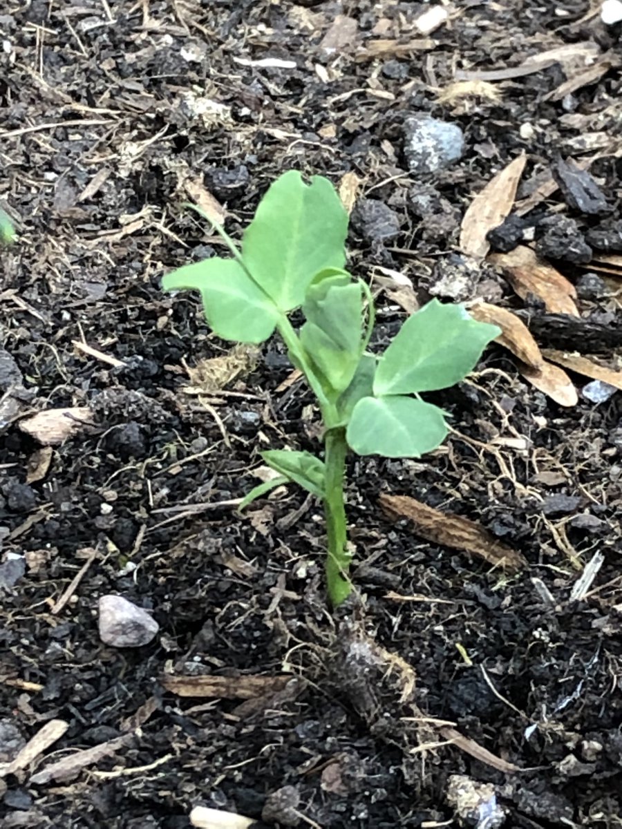 LettsomGrow tweet media