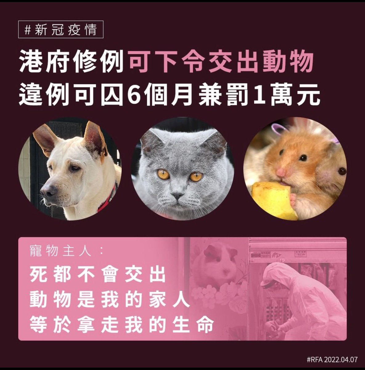 HKCENala's tweet image. 特手：特手板代表香港一眾動物表示強烈譴責，港共未有諮詢公眾就決定動物生死，是為不合法和不人道，上次無故格殺倉鼠和兔仔已令國際譁然，今次更偷偷修例，卑鄙無恥。