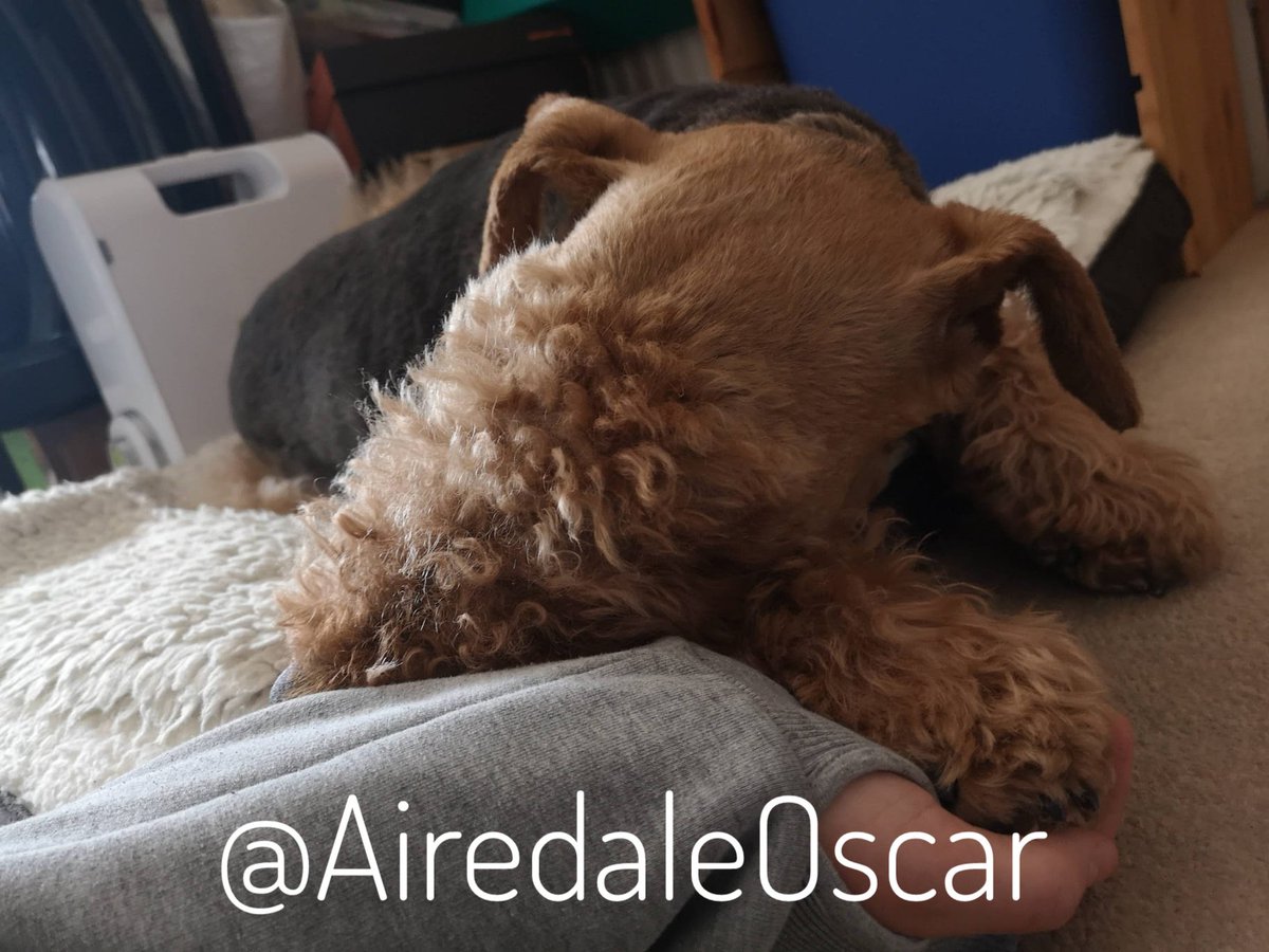 A year ago today we said goodbye to the bestest boy ever 💔💔💔
#Airedale #AiredaleTerrier #InRemembrance #HandsomeBeast #DogsOfTwitter #Terrier