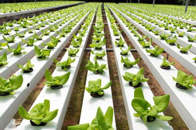 ModernAgUpdates's tweet photo. Hydroponic farming is a solution to the challenge of food security. https://t.co/zc78loUQ73