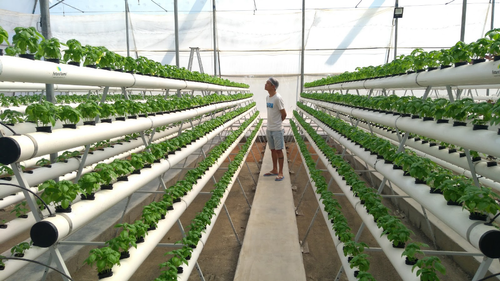 ModernAgUpdates's tweet photo. Hydroponic farming is a solution to the challenge of food security. https://t.co/zc78loUQ73