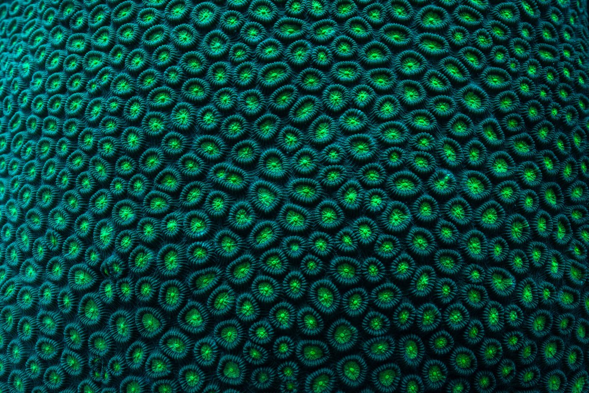 Are you looking closely? The wonderful patterns of coral. 
#nftphotography