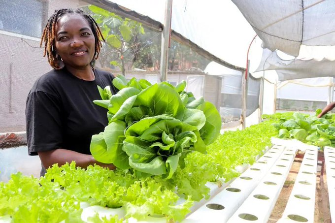 ModernAgUpdates's tweet photo. Hydroponic farming is a solution to the challenge of food security. https://t.co/zc78loUQ73