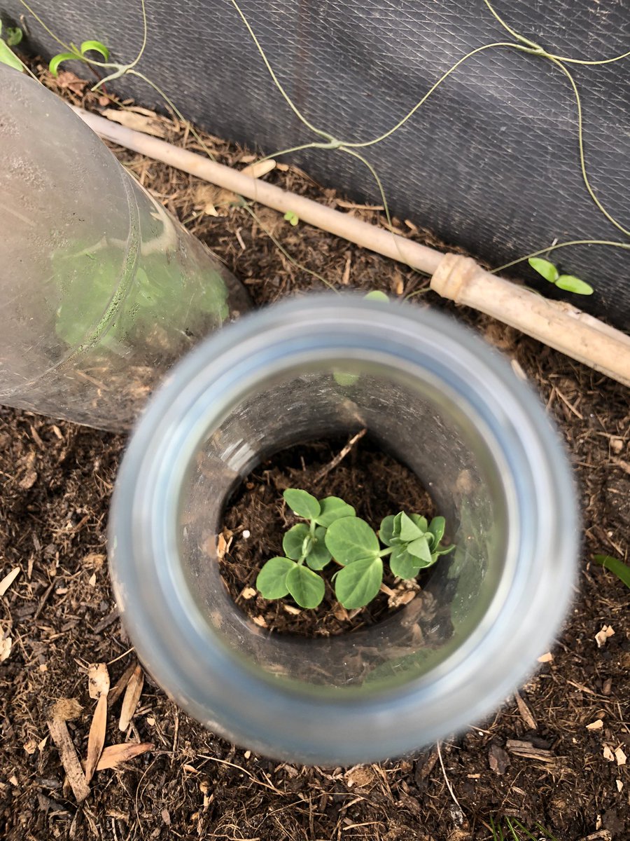 LettsomGrow tweet media