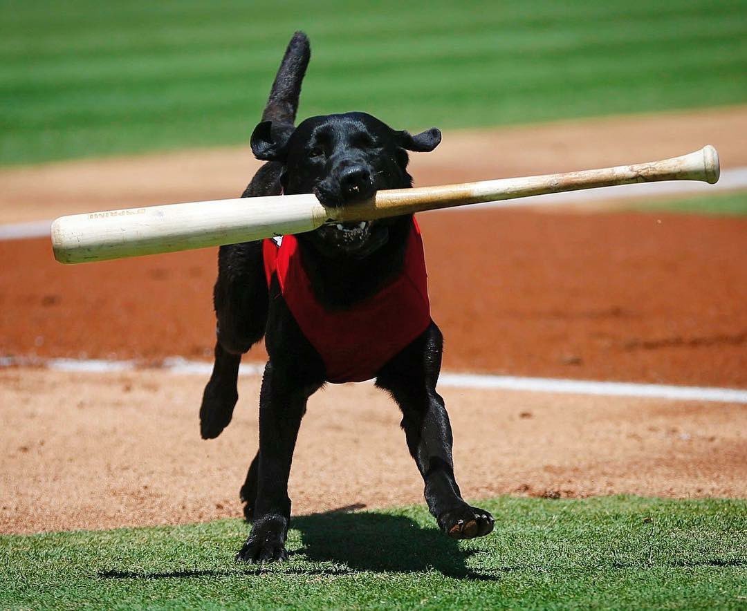 K9XBall's tweet photo. Happy Opening Day from your friends at https://t.co/IEKofwBK8i!

#k9xball #k9xdog #openingday #baseballisback #balldog #playball #haveaball #mlb #stlcards #cardinals #bouncy #letsbounce #gocards #batboy #ballboy https://t.co/samUM8Sfje