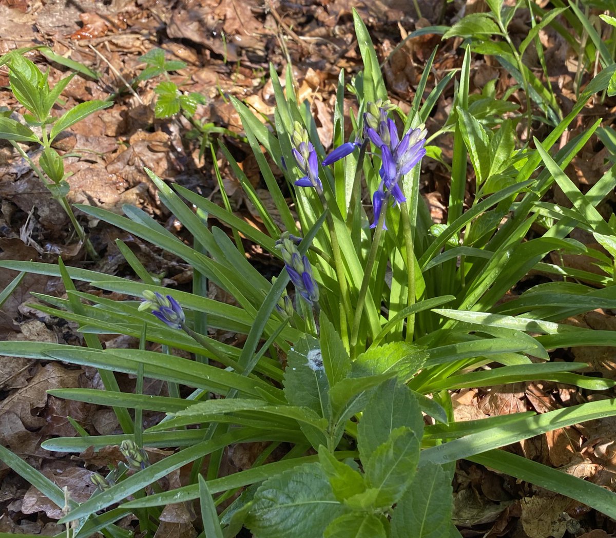 CoastMabel's tweet photo. First bluebells near Beningbrough https://t.co/p7Bfd4IpKf