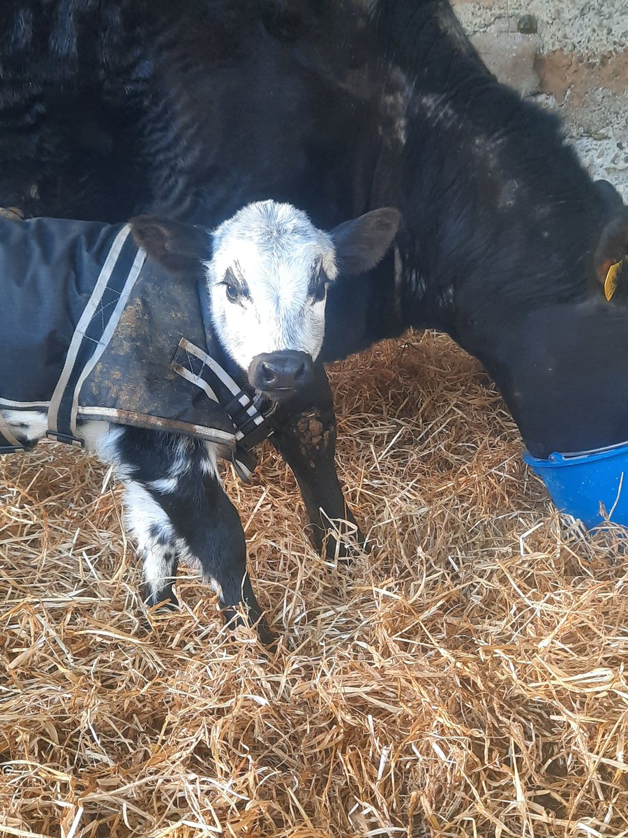 douglas_jan's tweet photo. And finally a bull 🥰 
Super job by @dairemarkham https://t.co/CmTw8o3JMh