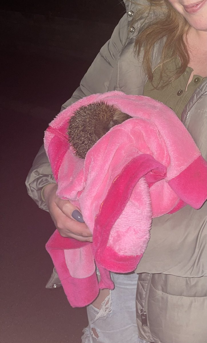 Just stumbled across a #hedgehog on the road. Luckily I had something in the car to carry him to a safe field. I feel so blessed to live on an island so full of nature #jerseywildlife
