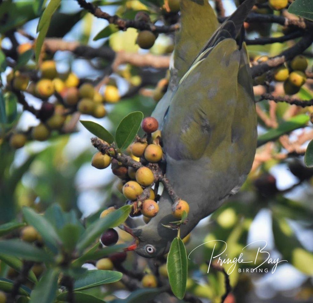 JennyPaPB's tweet photo. Colourful and gregarious African Green Pigeons feeding on ripe fruit. Comical to watch as they played hide and seek or happily fed upside down…

#birdwatching #birding #wildfig #easterncape #birdphotography #naturephotography #pringlebaybirding #TwitterNatureCommunity https://t.co/BdV8pgHb1K