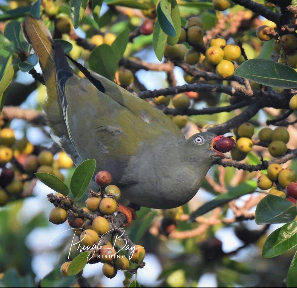 JennyPaPB's tweet photo. Colourful and gregarious African Green Pigeons feeding on ripe fruit. Comical to watch as they played hide and seek or happily fed upside down…

#birdwatching #birding #wildfig #easterncape #birdphotography #naturephotography #pringlebaybirding #TwitterNatureCommunity https://t.co/BdV8pgHb1K