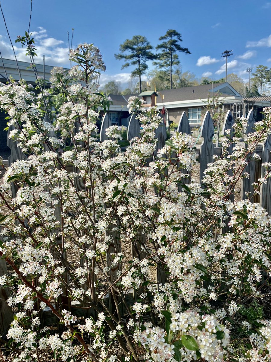 marietculver's tweet photo. Plant it and they will come #Pollinators 🦋#CommunityGardenSeatack 🌱 @SeatackDream @LaurieSudo #PeytonsPlace #ComingSoon https://t.co/FVuMDD3bCq