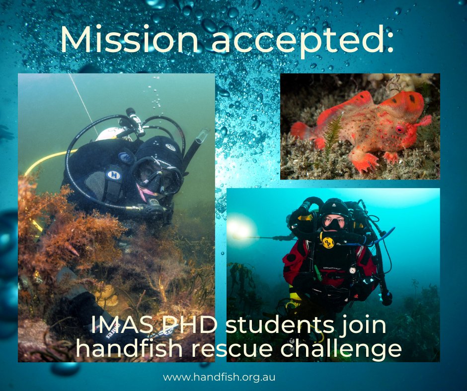 IMAS (@imasutas) on Twitter photo Our amazing IMAS <a href="/UTAS_/">University of Tasmania</a> PhD candidates <a href="/__livjohnson/">Olivia Johnson</a> and Tyson Bessel are part of the mission to save 3 of Australia's rarest fish: Red, Spotted & Ziebell’s #handfish. The <a href="/HandfishProject/">Handfish Conservation Project</a> also just received an #AustralianGovernment funding boost!🎉➡️ bit.ly/3x7vP19 Our amazing IMAS <a href="/UTAS_/">University of Tasmania</a> PhD candidates <a href="/__livjohnson/">Olivia Johnson</a> and Tyson Bessel are part of the mission to save 3 of Australia's rarest fish: Red, Spotted & Ziebell’s #handfish. The <a href="/HandfishProject/">Handfish Conservation Project</a> also just received an #AustralianGovernment funding boost!🎉➡️ bit.ly/3x7vP19