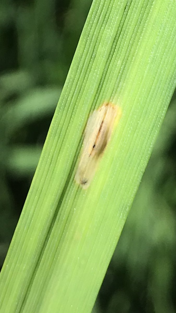 TeiaG2012's tweet photo. Més #larves sota la cutícula i un insecte que no he identificat. També força #pugons. Adults i primeres larves de #Oulema melanopus, i multitud d’altres petits insectes que no aconsegueixo fotografiar amb la misèria de mòbil amb q vaig per la vida… ☺️☺️ https://t.co/BnsDvcblxP