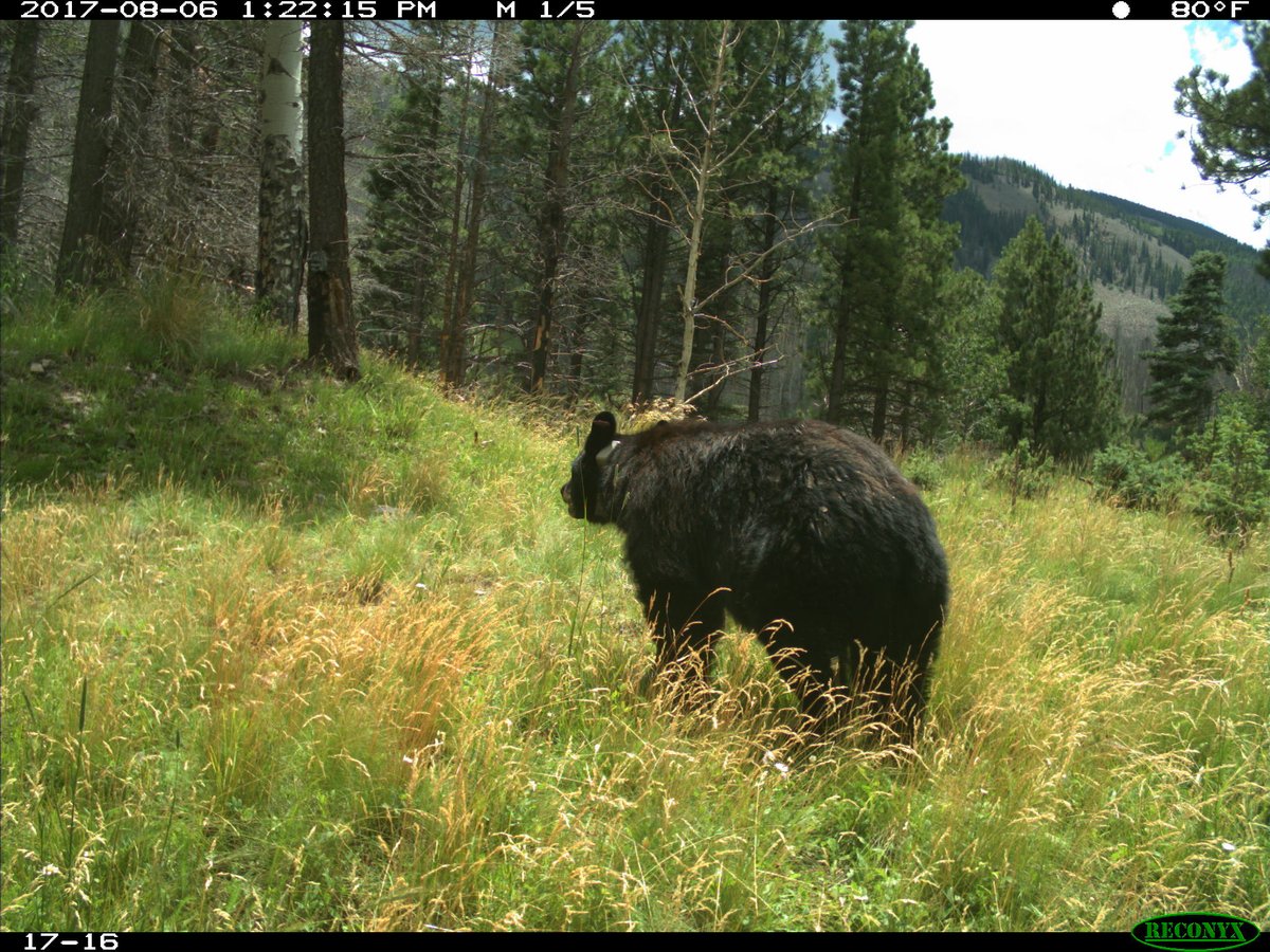 Another job alert!! We are hiring a technician for Sept-Nov 2022 to assist with vegetation measurements and sampling, black bear capture and tracking, and camera trap maintenance and retrieval. See link for details. 
wfscjobs.tamu.edu/jobs/black-bea…