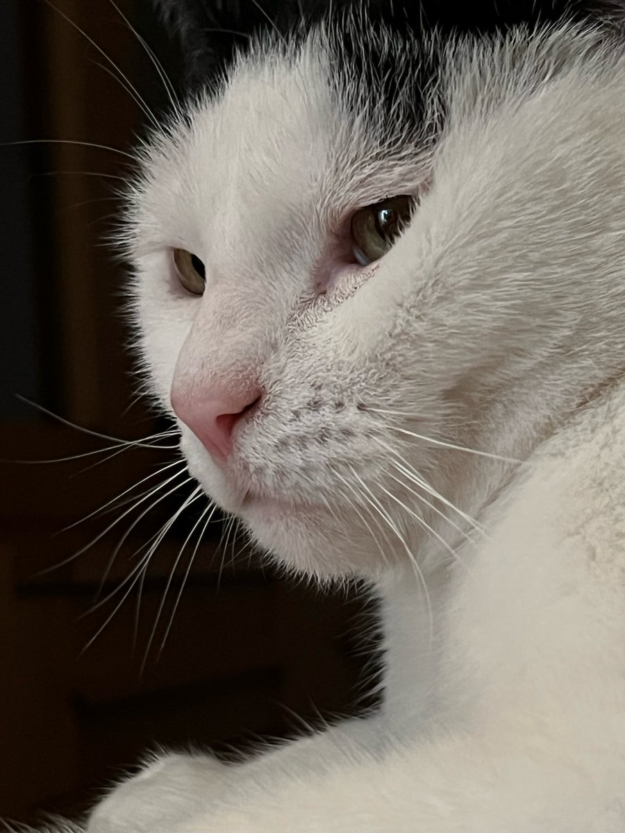 ScrumpoTM's tweet photo. Good morning Twitter friends - looking for some advice. Can you sell cats on @eBay_UK?  Thinking of listing my evil sister ...  #CatsOfTwitter https://t.co/b8TLvqLlcj