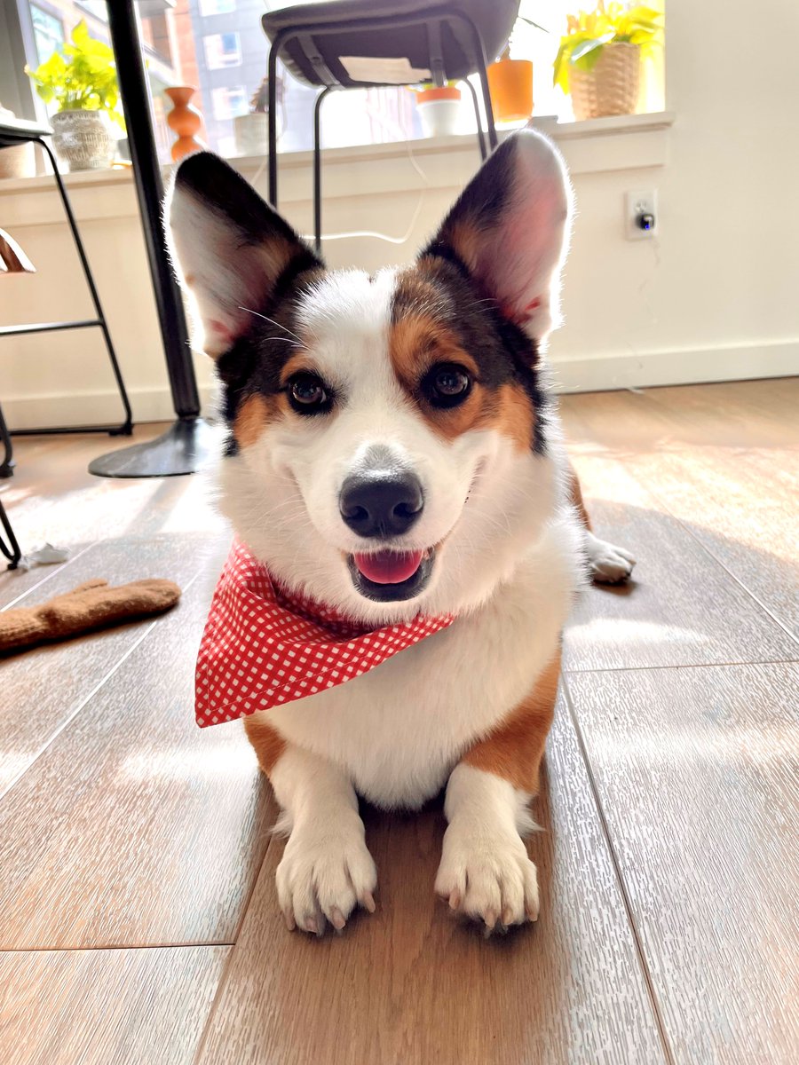 ViewLibertyCtr's tweet photo. Meet Cooper, April's pet of the month!  Cooper is a 3 year old corgi who's already lived in 6 different states. He's full of energy and loves to hike, fetch and herd all of his fellow dog friends. Next time you see him be sure to show him some love, especially belly scratches! https://t.co/yyoYU2f9Sw