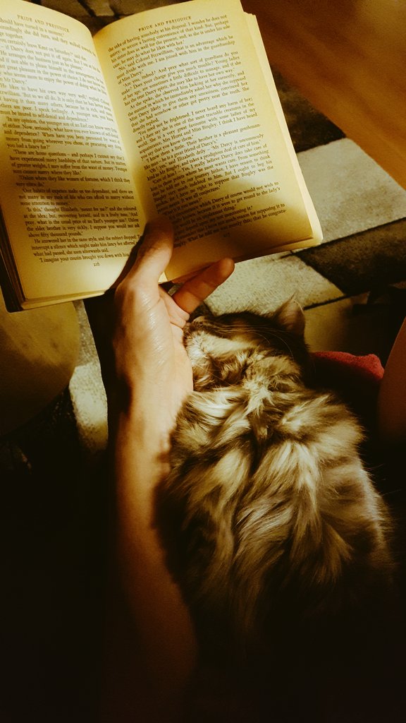 This might be my new favorite picture 🐱📖