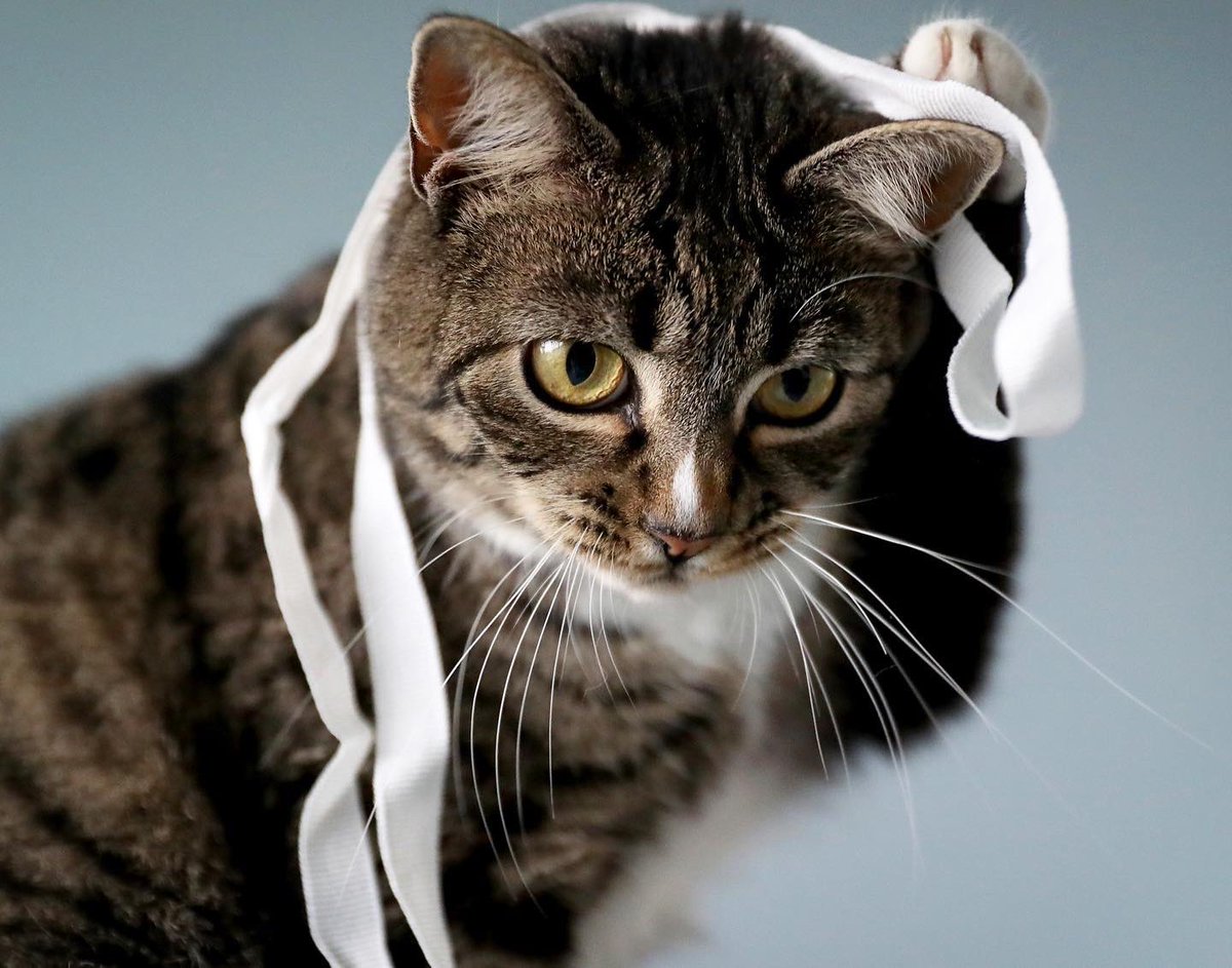 Happy second birthday to Potato! #potato #potatokitty #CatsOfTwitter #catlife #tabbycat #cats #AdoptDontShop #birthdaygirl #happybirthday #meow #purr #PurrsDay #catlife #catmom #tabby